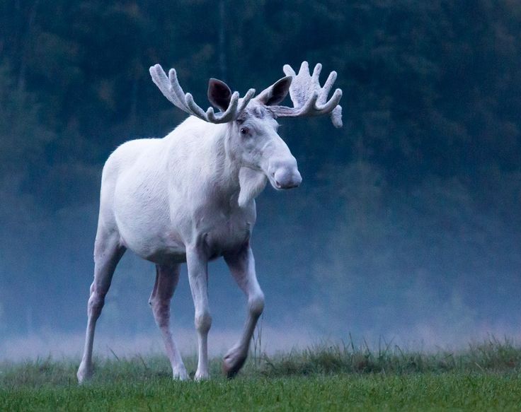 white moose symbolism within a dream